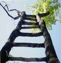tree ladder